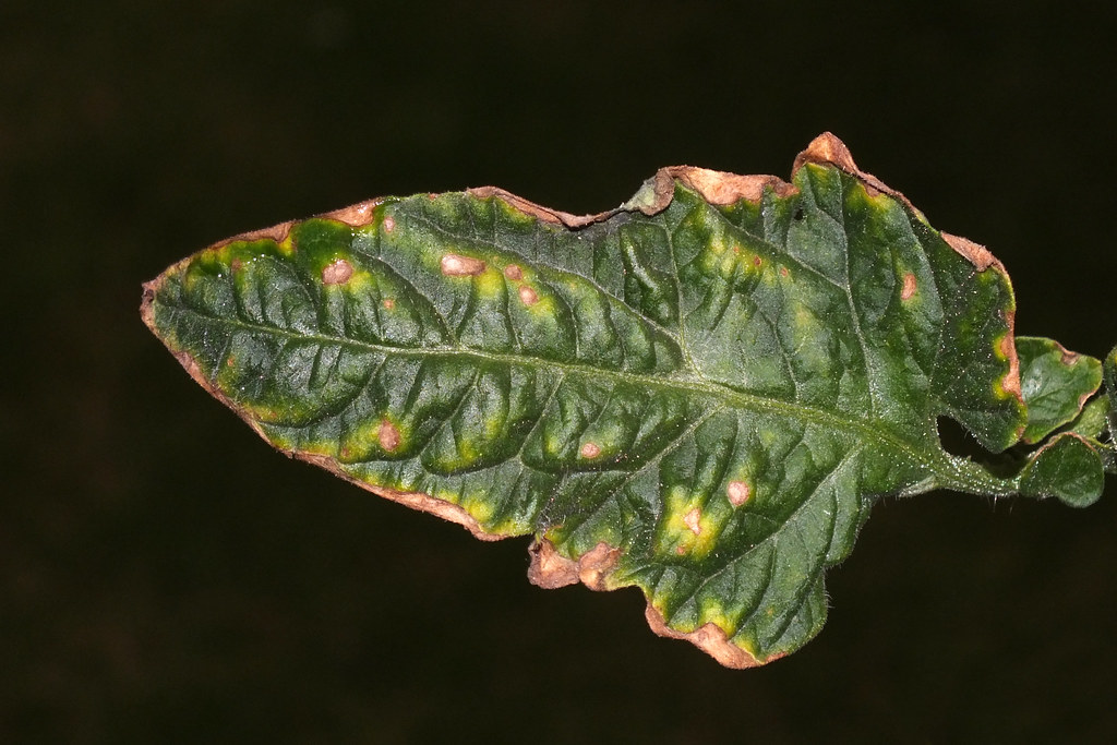 Tarla koşullarında hastalıklı domates yaprağı — Phytophthora infestans (geç yanıklık)