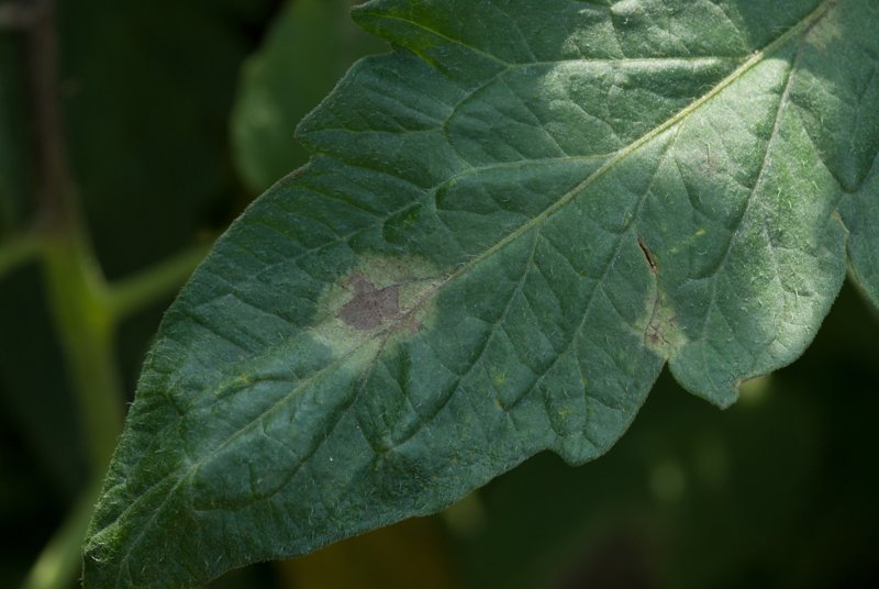 Domates yaprağında geç yanıklık (late blight) belirtileri